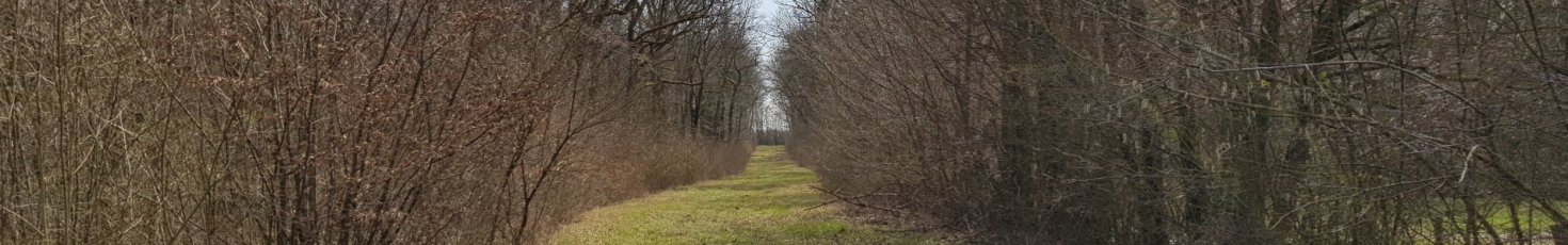 Forêt